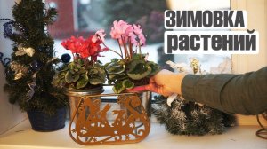 ВАШИ РАСТЕНИЯ НЕ ПЕРЕЖИВУТ ЗИМУ ЕСЛИ НЕ СОБЛЮДАТЬ ЭТИ ПРАВИЛА ✔️ УХОД ЗА РАСТЕНИЯМИ ЗИМОЙ