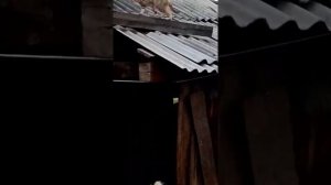 РОМАНОВСКАЯ ПОРОДА  ОВЕЦ. СТРИЖКА  ДО И ПОСЛЕ