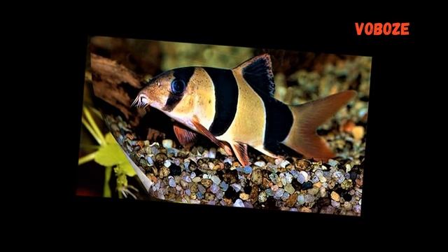 Боция клоун в аквариуме. Содержание, разведение боций, уход, совместимость, чем кормить. смотреть онлайн
