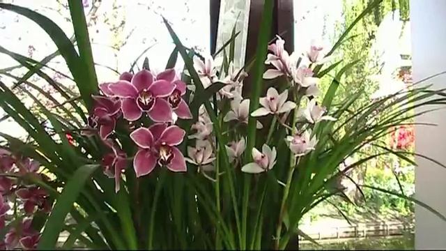 Самые красивые орхидеи в павильоне Беатрикс парк Кекенхоф Нидерланды смотреть онлайн
