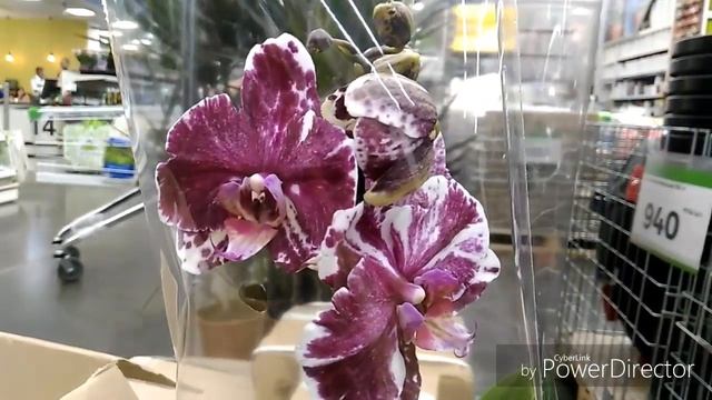 Леруа. Свежие Орхидеи по 296 рублей!!! смотреть онлайн