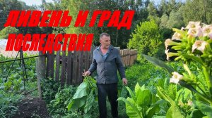 ТАБАК после ливня и града. Наша жизнь в деревне
