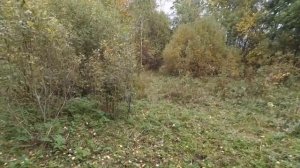 Кабанье говно