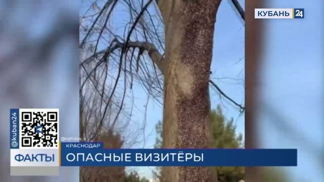 Краснодарцы рассказали о нашествии средиземноморских клопов в липовой аллее КубГАУ