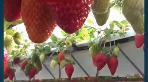 Выращивание клубники гидропоника