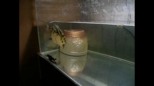 Желтоухий черепах.