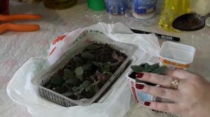 ПОСАДКА 27 ЧЕРЕНКОВ ДЕНЕЖНОГО ДЕРЕВА, ТОЛСТЯНКИ, КРАССУЛЫ. УХОД И РАЗМНОЖЕНИЕ, ПОДКОРМКА.
