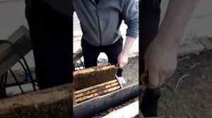 Бакфаст посыпался! и что делать дальше?