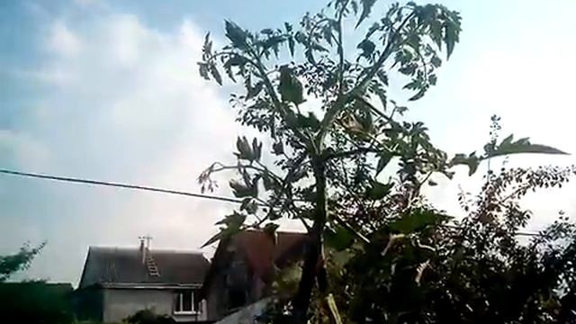 ВЫСОКОРОСЛЫЕ томаты. СОРТ ГРУША ЖЕЛТАЯ смотреть онлайн