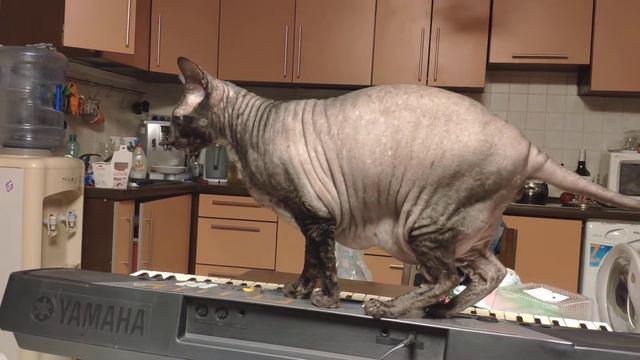 Будни одного корнишрекса #корниш #корнишрекс #cornish #cornishrex