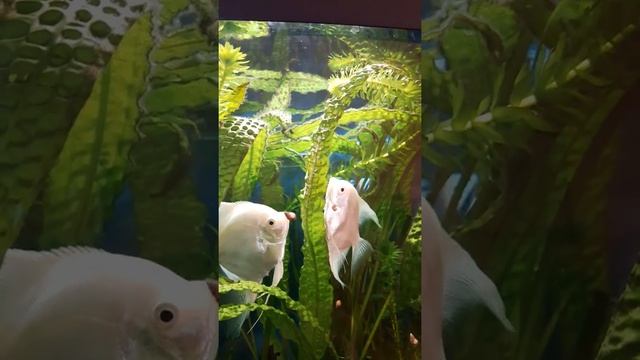 Как Скалярии откладывают икру и оплодотворяют её. смотреть онлайн