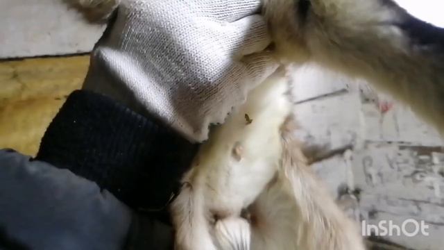 ?ШОК?КОЗА РОДИЛА?Я РАССТРОЕНА?♀️ПЕКУ ЗАПЕКАНКУ ИЗ ТВОРОГА? смотреть онлайн