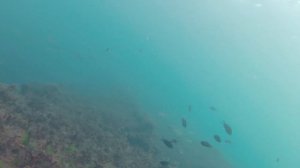 Подводная охота в Черном море.  Луфарь.  Горбыль.  Кефаль.