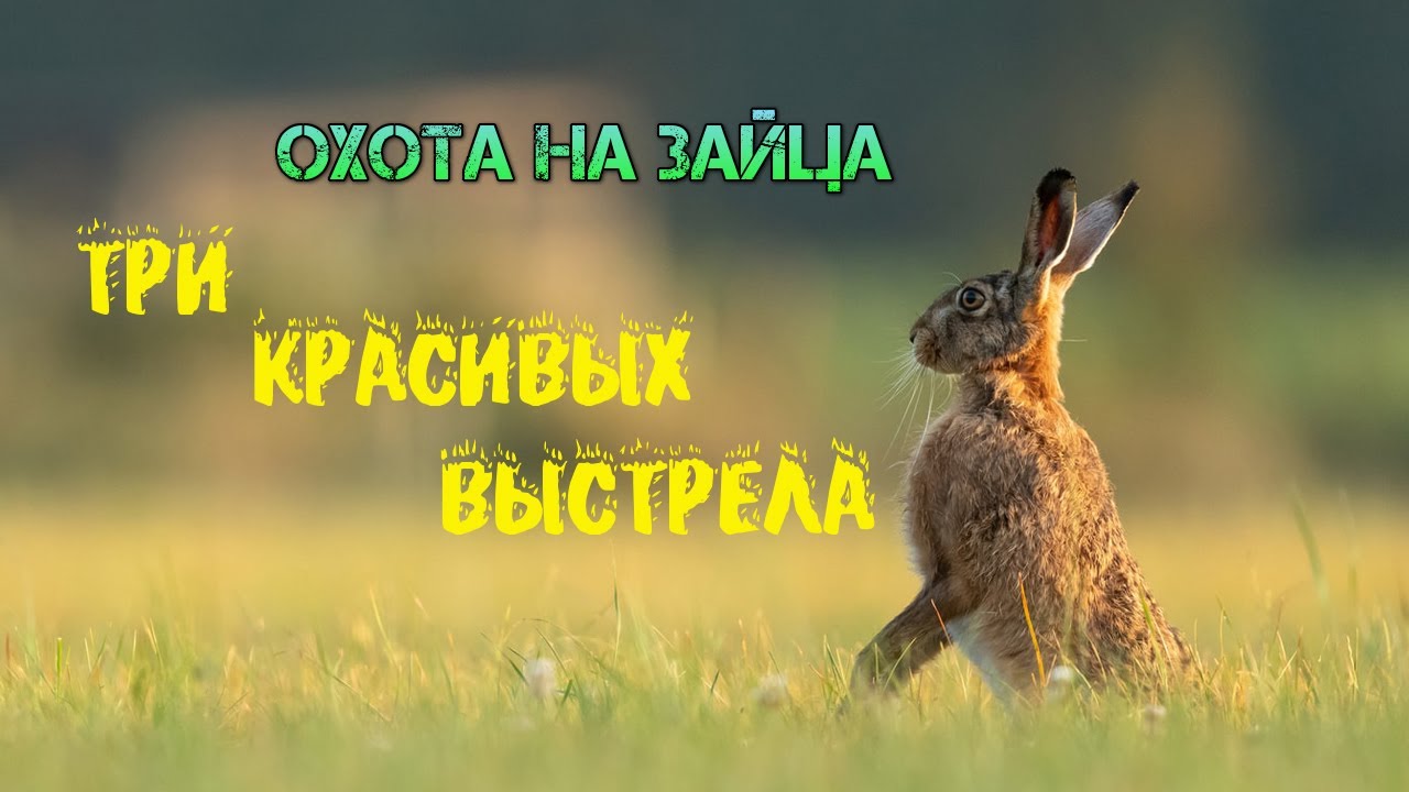 Охота на зайца. Три красивых выстрела.mp4