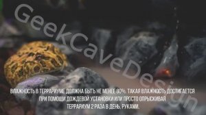 Содержание лягушки рогатки. Содержание лягушки помидор, древолаза, квакши. Содержание жаба ага.