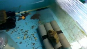 Чем кормлю аккр в узв.010.