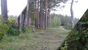 Природа города Бирюсинска 1