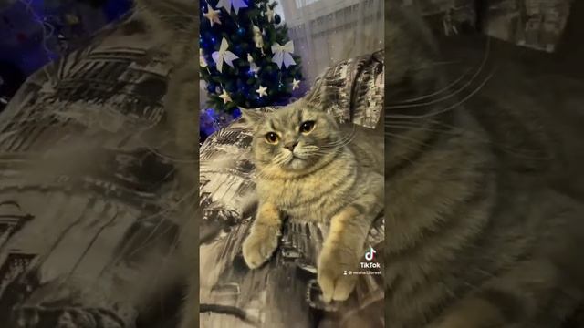 Шотландский прямоухий короткошерстный кот #shorts very serious cat