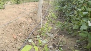 посадка малины осенью когда и как посадить || посадка ремонтантной малины осенью Копаем саженцы