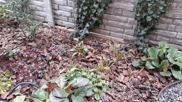 Как сохранить капельным полив на зиму? смотреть онлайн