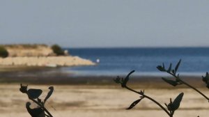 море возле парка