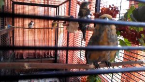 Вольер для певчих и грызунов Triol 81x47x176 см 5005 птиц Весенняя Линька птиц Pine Grosbeak