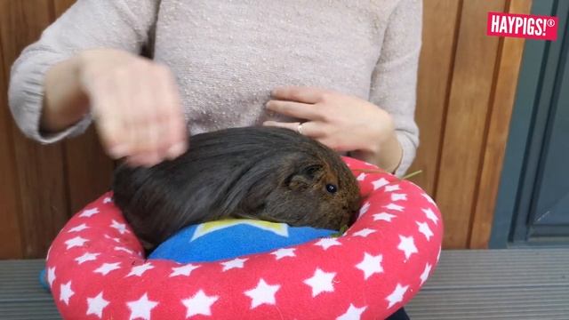 A GUIDE TO GROOMING GUINEA PIGS - Brushing Hair, Trimming Hair & Cutting Nails смотреть онлайн