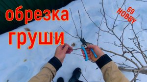 Весенняя формировка груши пятилетки