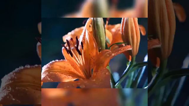 Видео пожелание доброго утра и прекрасного дня