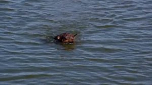 Купер и Лина (стафтерьер) купаются в речке