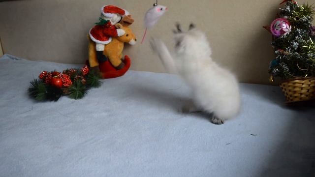 Нильс Солнечный Ветер. смотреть онлайн