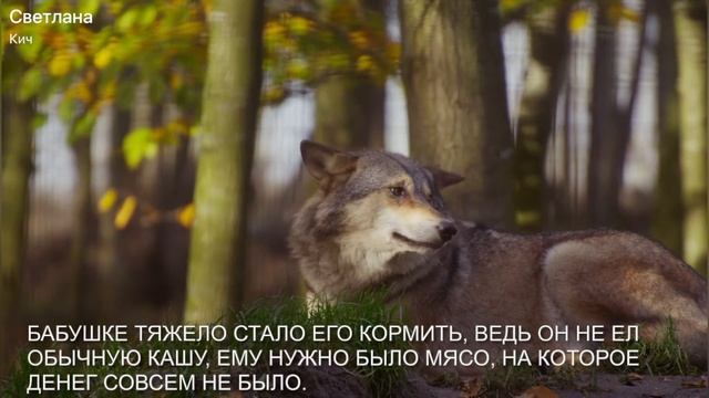 БАБУШКА ПРИЮТИЛА ВОЛКА, НО ПОТОМ БЫЛА ТОЛЬКО СЧАСТЛИВА