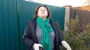 Обрезка метельчатой гортензии осенью. #гортензии