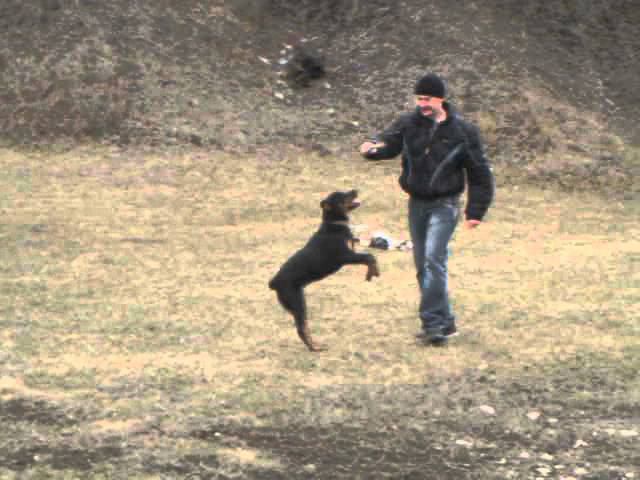 Шабака смотреть онлайн