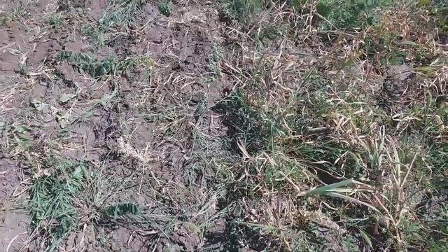 Выкопка голландских сортов чеснока скобой.
