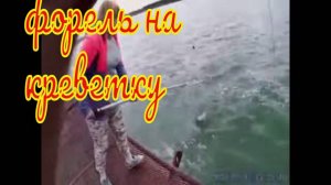 Форель на креветку.  Рыбалка на оз. Бирюзовом.