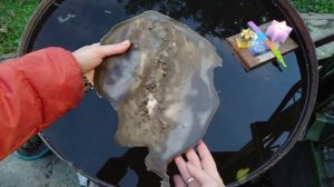 чистка чакральной системы, балансировка чакр, выравнивание энергий,убираем зеркальщиков, крадники.