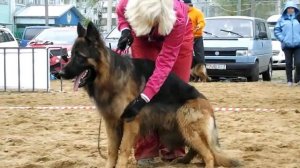 МОЛОДЫЕ КОБЕЛИ Д_Ш описание _ RussianSiegerZuchtSchau 2013