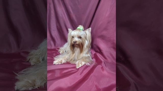 ‼️❌Не продается ❌Мой Красавчик ? Мой любимый шоколадный нос? смотреть онлайн