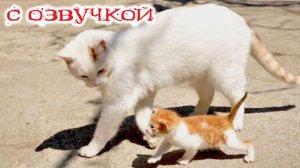 ПРИКОЛЫ С КОТАМИ! СМЕШНЫЕ КОТЫ с озвучкой! УГАРНЫЕ СМЕШНЫЕ ЖИВОТНЫЕ! Приколы с животными! ДО СЛЁЗ!