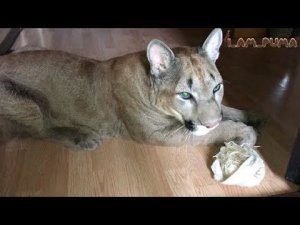 Пума Месси и украденная мочалка. Puma Messi and a stolen washcloth.