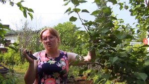 Оксана Филиппова. Летняя обрезка плодовых деревьев.