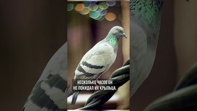 Как появился голубь в семье Полуектовых?