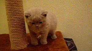 Британская лиловая кошка (рожд. 19.08.09)