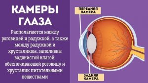Биология Анатомия глаза Селецковская СШ Костюковичского р на