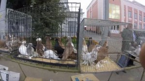 Выставка голубей гТроицк Челябинская обл сентябрь 2016