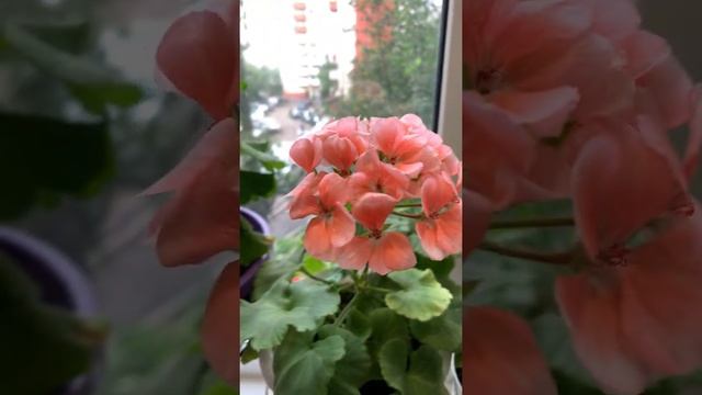 Мой балкон и мои пеларгонии цветущие#пеларгонии#мойсад#цветы смотреть онлайн