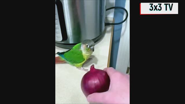 Ночная подборка приколоВ с попугаями смотреть онлайн