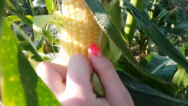 Кукурудза LS 889 F1 (Lucky Seed ) культура в полі смотреть онлайн