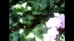 ЦИКЛАМЕН (Cyclamen).Ваш цикламен не спит летом